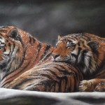 Tigers