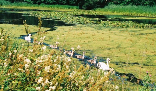 Swan family Howick