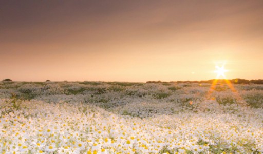 The-Daisy-Field